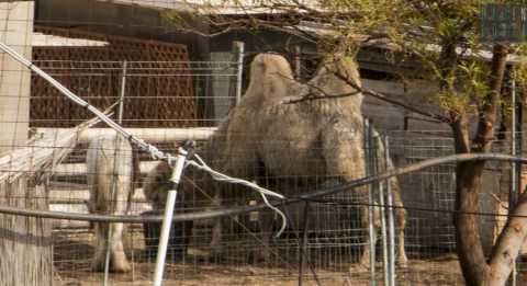 Cammelli e lama: nel quartiere Japigia di Bari c'è uno ''zoo'' nascosto e misterioso